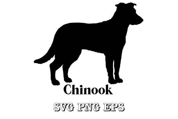 Chinook Dog Silhouette Breeds Vector Review
